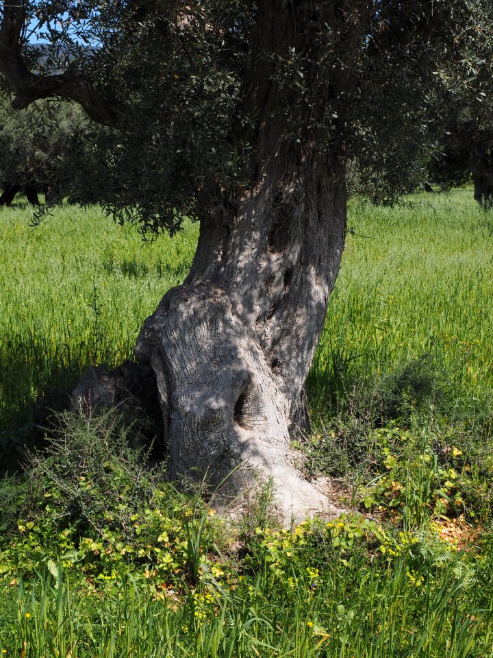 Olive tree olive plantation plantation