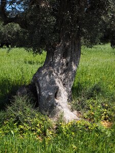 Olive tree olive plantation plantation
