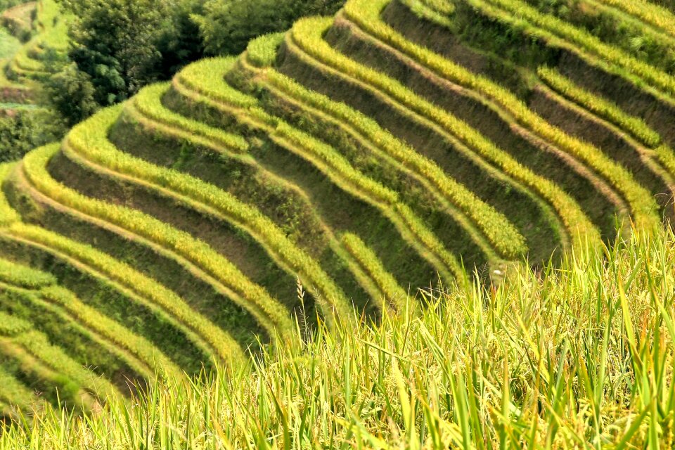 Rice fields asia landscape
