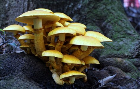Forest wood tree