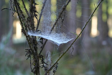 Cobweb morgentau web