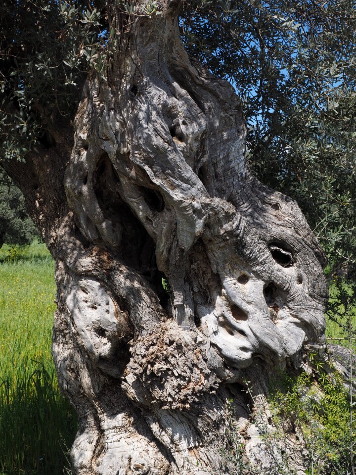Olive tree olive plantation plantation