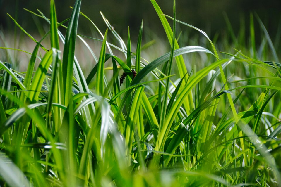Forest grass blade of grass