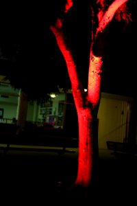IMG 9529