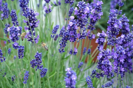 True lavender pollination insect photo