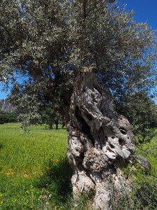 Olive tree olive plantation plantation