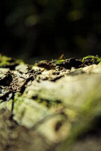 Tree the bark micro-organisms
