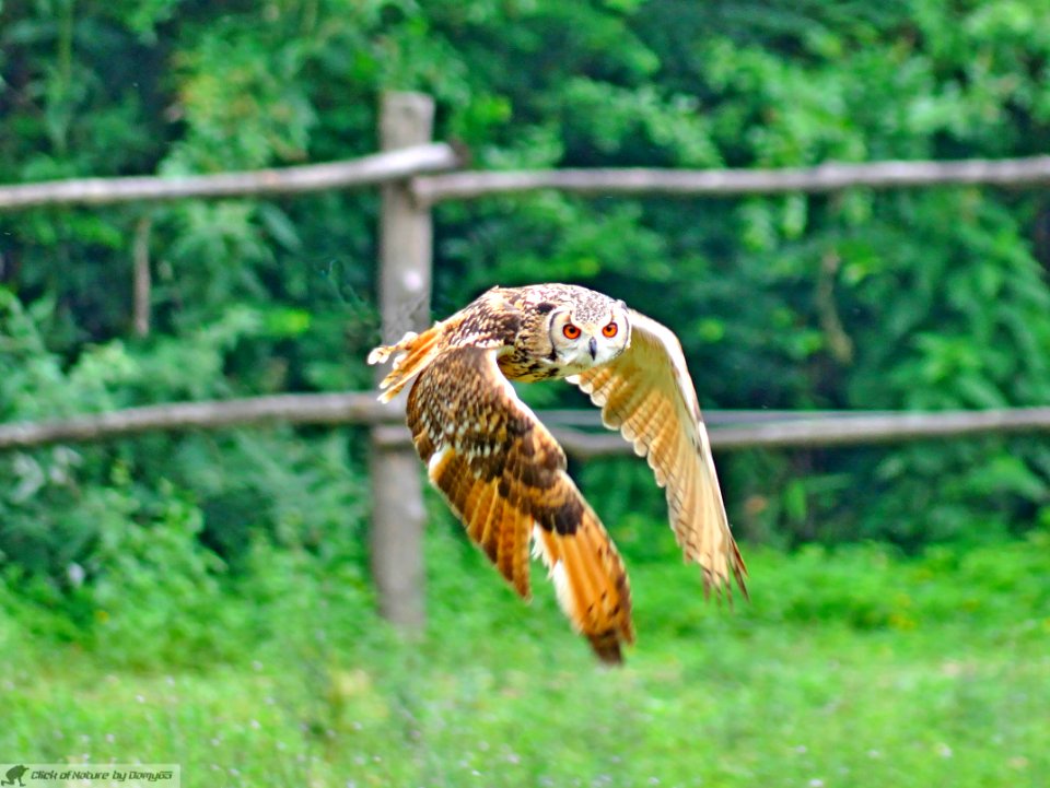 DAM2101 - Gufo reale (Bubo bubo)