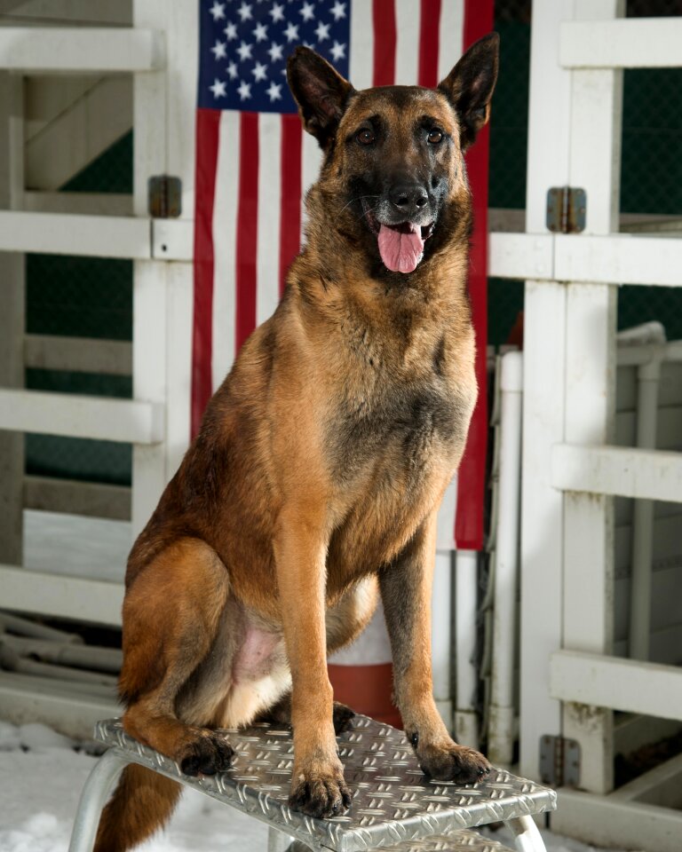 Canine portrait working dog