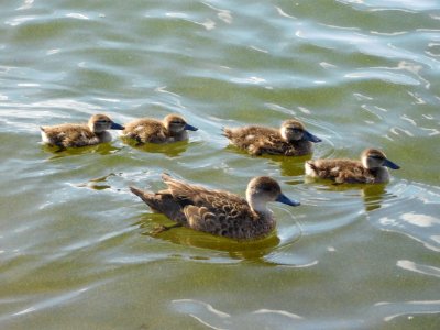 Pacific Black Duck family photo