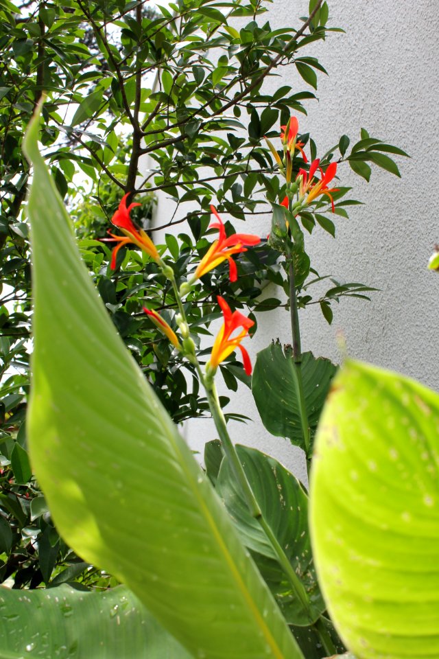 Mago Jardineiro - Aroreira Office