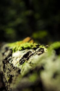 Tree the bark micro-organisms