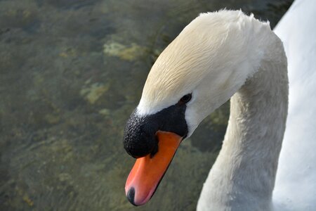 Animal nature swan