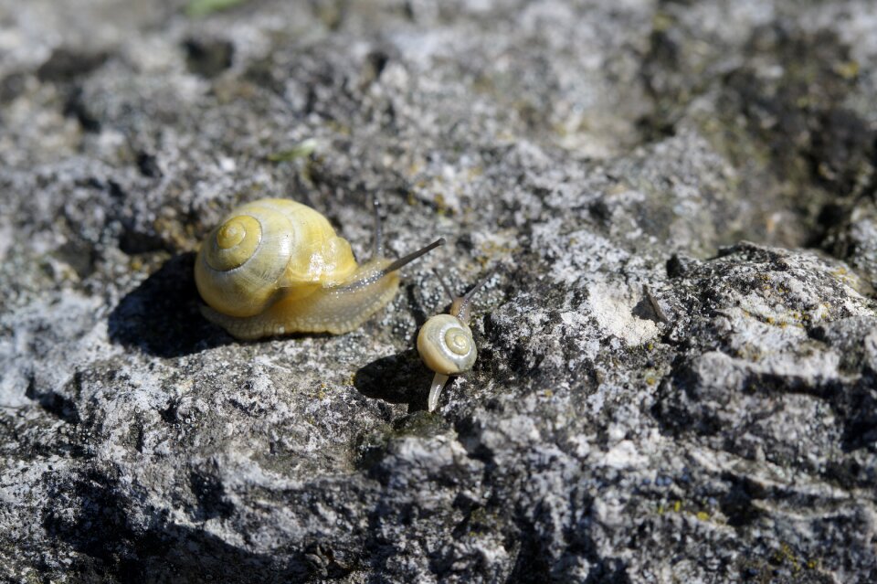 Yellow shell slowly