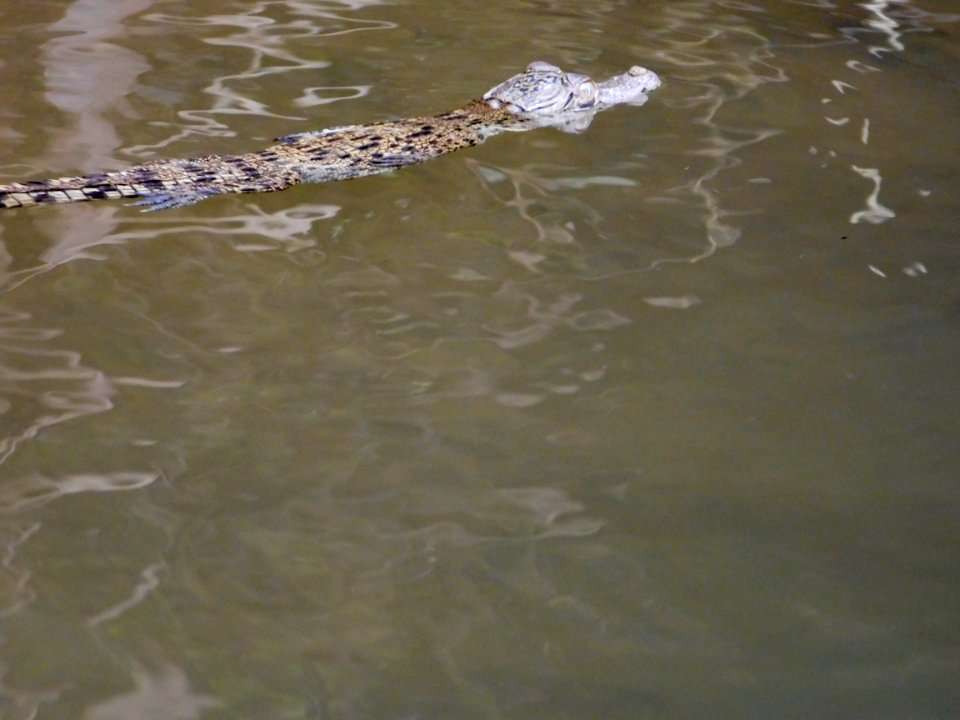 Baby Saltwater crocodile