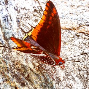 Wings pebbles nature