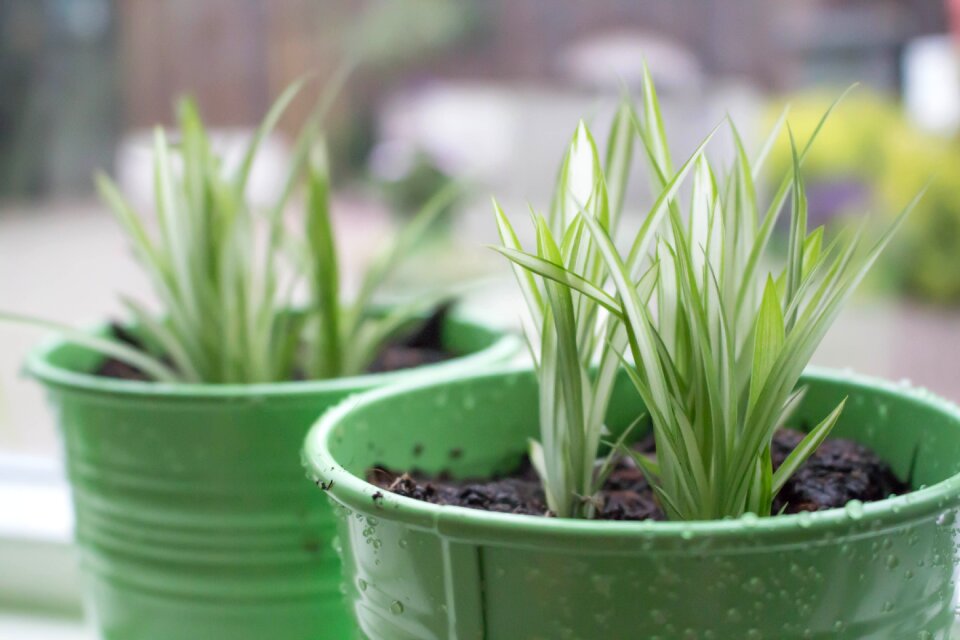Plant plants nature