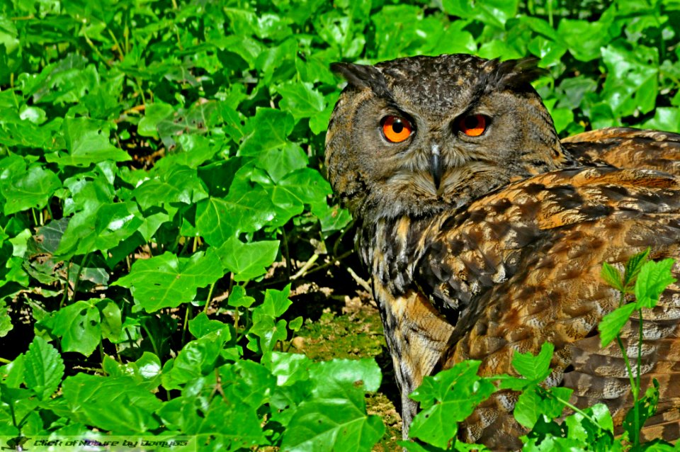 DAM2091 - Gufo reale (Bubo bubo)