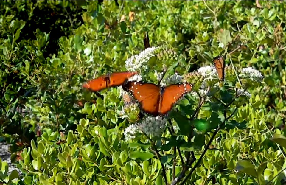 Monarch butterfly photo