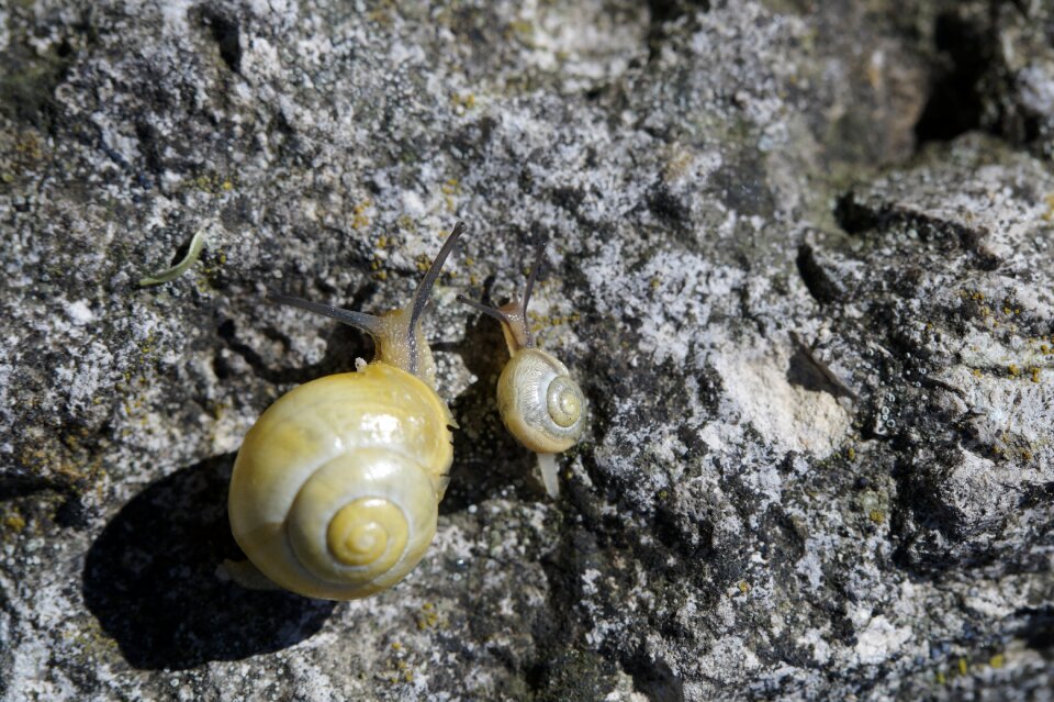 Yellow shell slowly