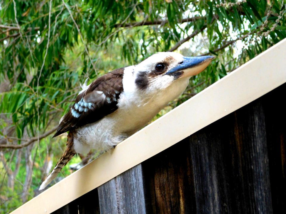 Kookaburra pretends to be a fence