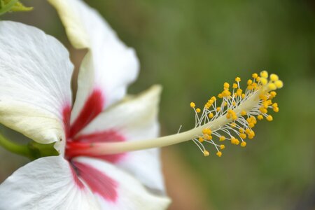 Yellow rosa flower