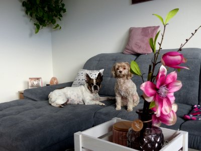 Hunde auf der Couch photo