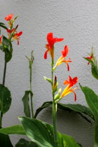 Mago Jardineiro - Aroreira Office
