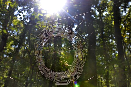 Web autumn forest