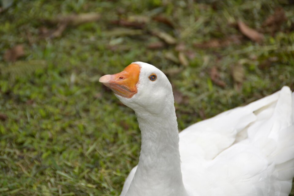 Farm park goose
