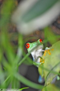DAM2070 - Raganella dagli occhi rossi (Agalychnis callidryas)