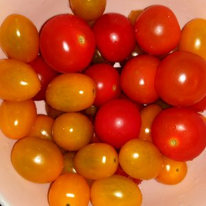 mini tomatos red yellow