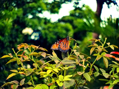 Animal insect monarch butterfly