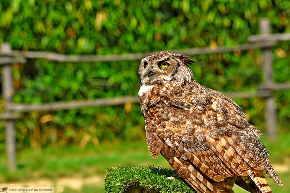 DAM2059 - Gufo reale (Bubo bubo)