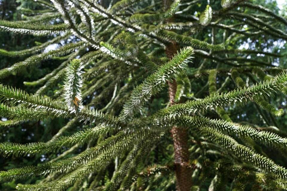 Chile fir tree tree