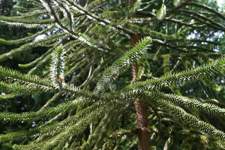 Chile fir tree tree