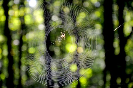 Web autumn forest