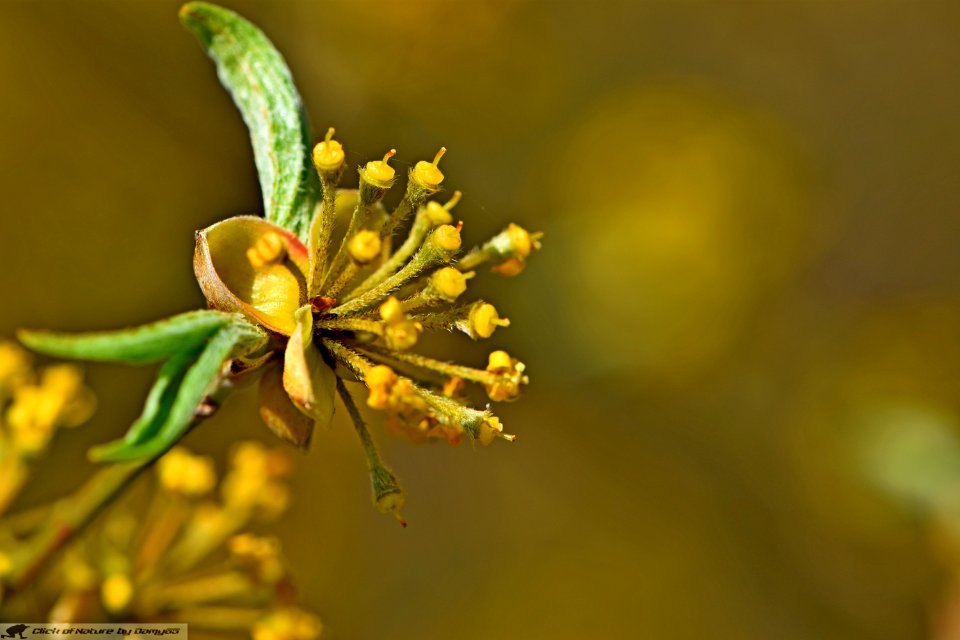 DAM2083 - Corniolo (Cornus mas)