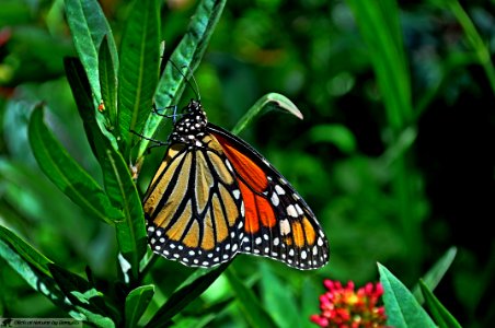 DAM2039 - Farfalla monarca (Danaus plexippus)