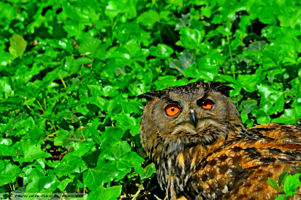 DAM2090 - Gufo reale (Bubo bubo)