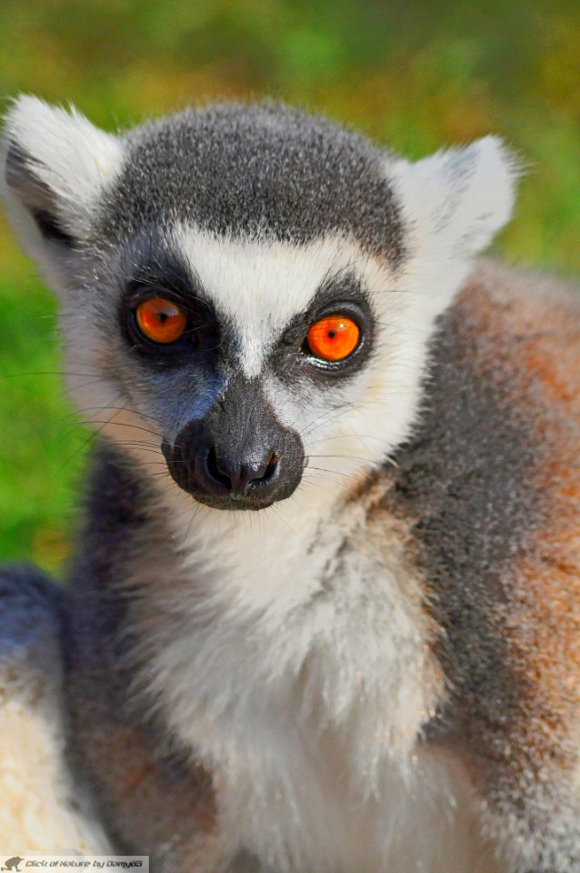 DAM2008 - Lemur catta