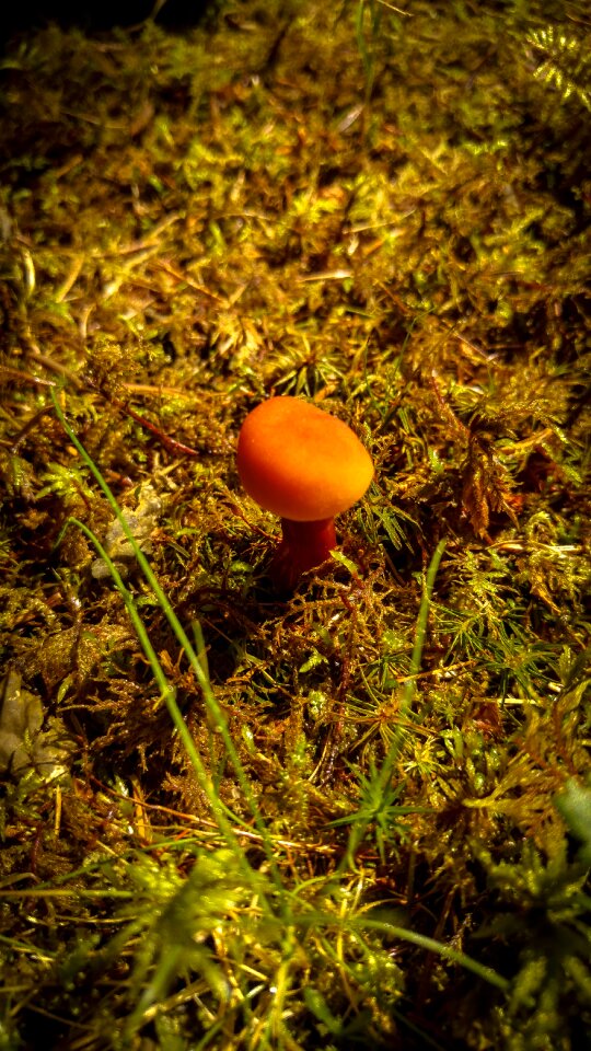 Forest macro mushroom picking