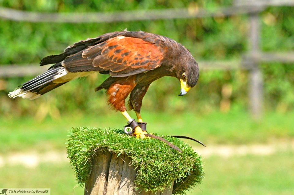 DAM2102 - Poiana di Harris (Parabuteo unicinctus)
