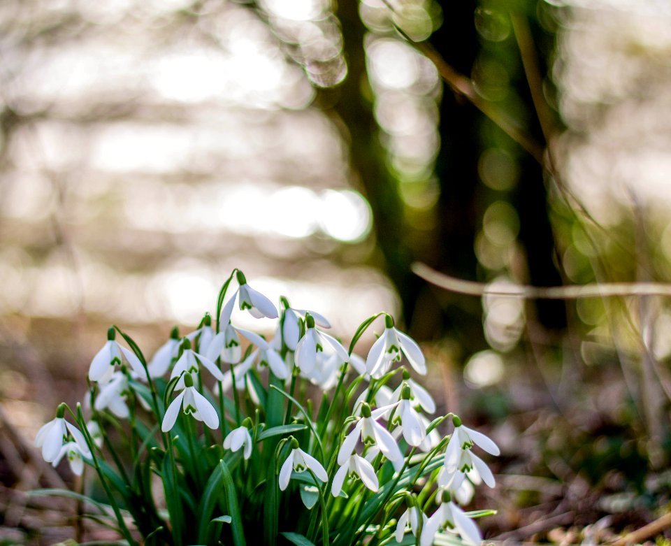 Snowdrops photo