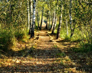 Forest nature away path photo