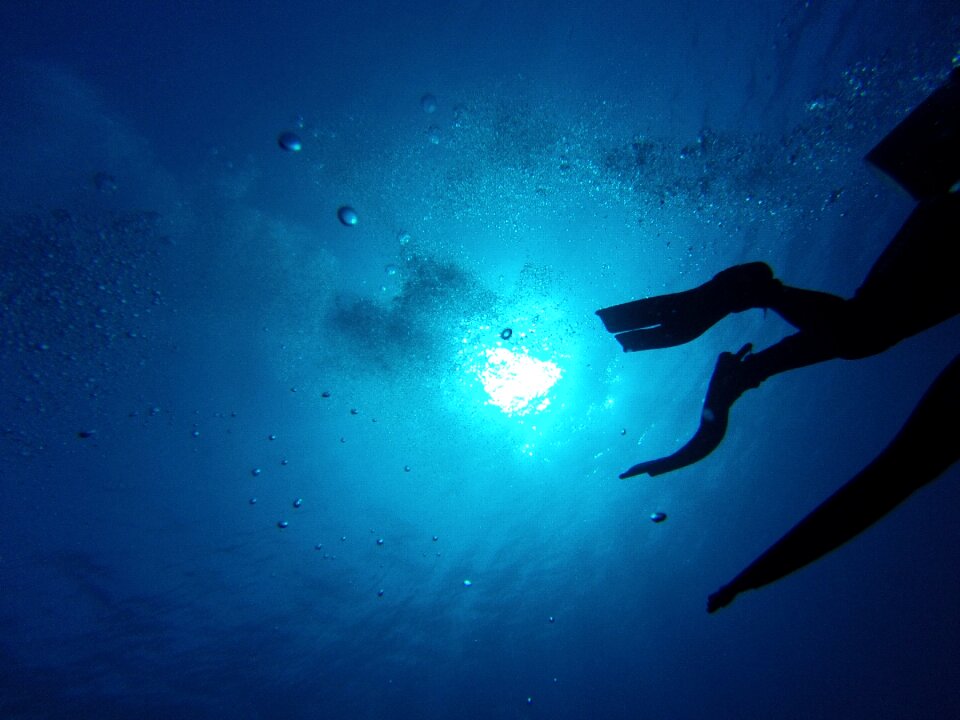 Underwater divers animal