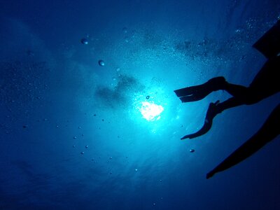 Underwater divers animal photo