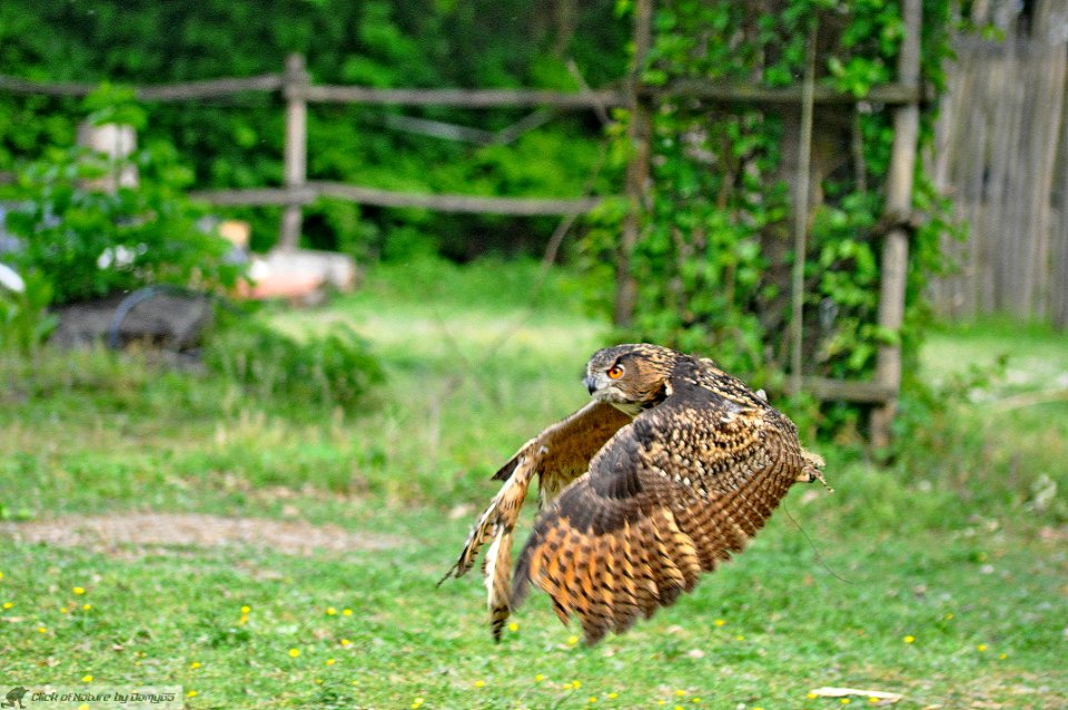 DAM2105 - Gufo reale (Bubo bubo)