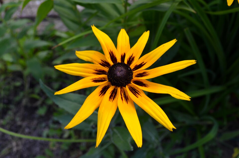 Flower yellow detail