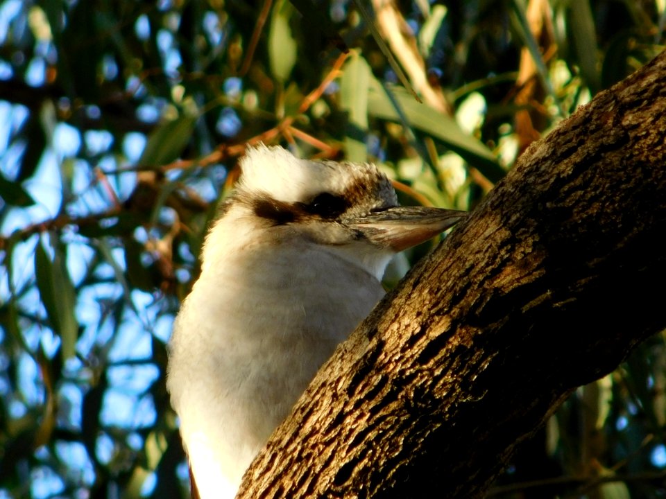 Laughing kookaburra